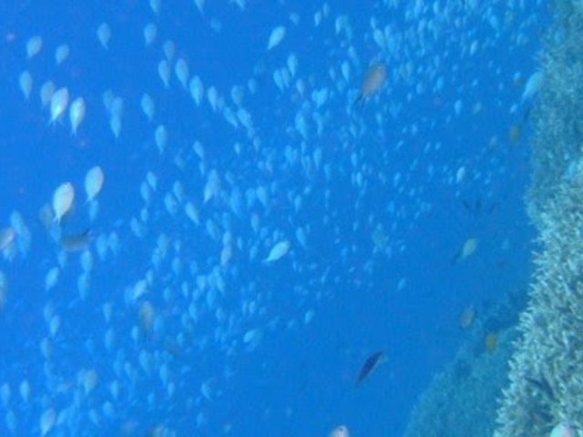 �_�C�u�h���S��