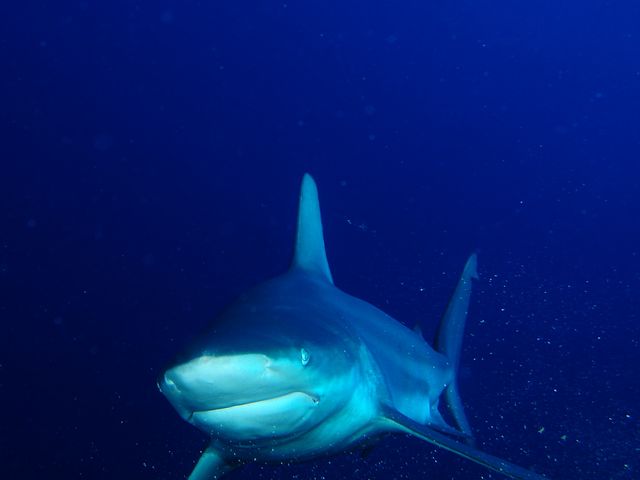 �V���[�N�_�C�u���̊����J�Â��Ă���܂��B���₢���킹���������B_Audrey Diving Service