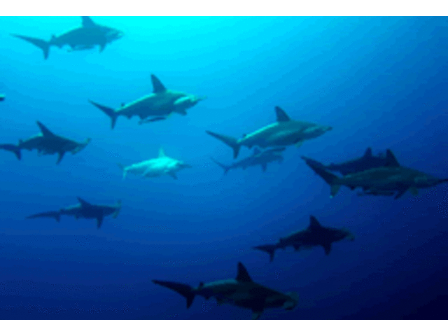 ����{���ɂ��n���}�[�w�b�h�V���[�N���ς��|�C���g���I�I_Audrey Diving Service