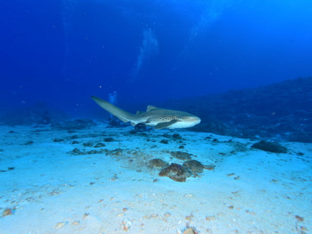 ���₩�Ȑ��i�̃g���t�U���B���A�ȃT���ɉ��Ɗ������ł��ˁ�_Audrey Diving Service