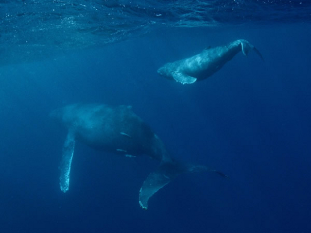 �~�G����ŃU�g�E�N�W�����c�ǊԂɖK��܂��I�^���ǂ���ΐ����ł̑������I�H_Audrey Diving Service