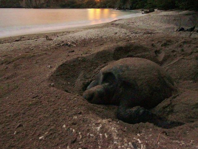 �A�I�E�~�K���̓��{�ő�̔ɐB�n�ł��鏬�}���B
6�E7������ŏ㗤�s���ώ@�c�A�[������Ă��܂��B_���}�����R�T����ONE