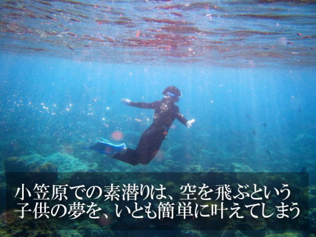 小笠原の海は透明で、魚が多くて、大きくて、まるでナウシカの腐海のように生命にあふれている。_素潜りの学校　小笠原父島