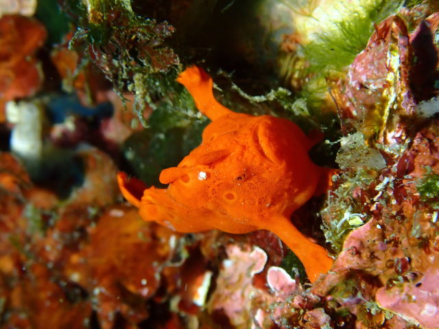 �J�G���A���R�E_�M�C�}�����X�|�[�c�N���u