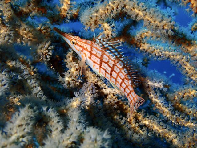 �N�_�S���x_�M�C�}�����X�|�[�c�N���u