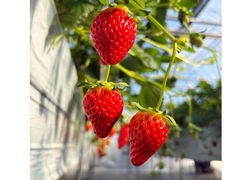 ���������̎ʐ^1