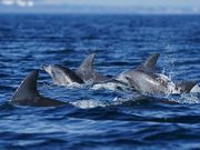 VόCJEHb`O htBN[Y̎ʐ^4