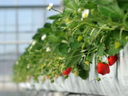 所沢北田農園　苺のマルシェの写真1