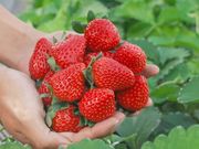 �ό��_���g�����̎ʐ^1