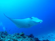 Blue~Blue@okinawa̎ʐ^3