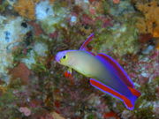 Blue~Blue@okinawa̎ʐ^4