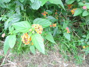 lC`[KCh@JgtBbV̎ʐ^3