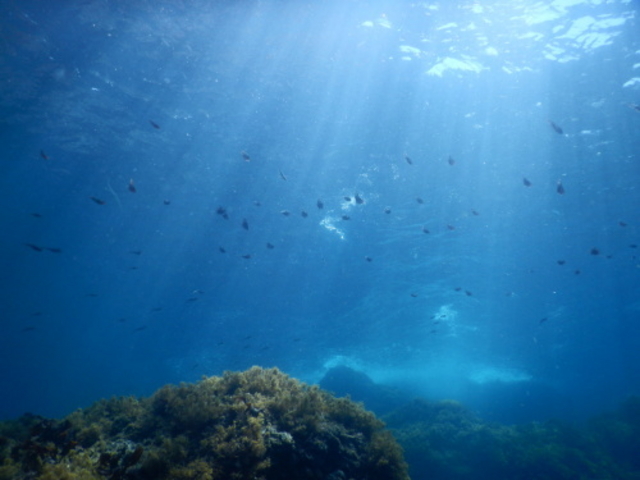 �u���[�}����