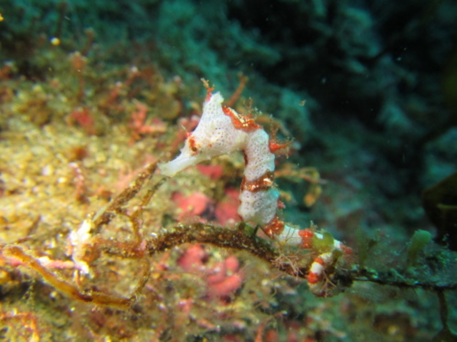 �u���[�}����