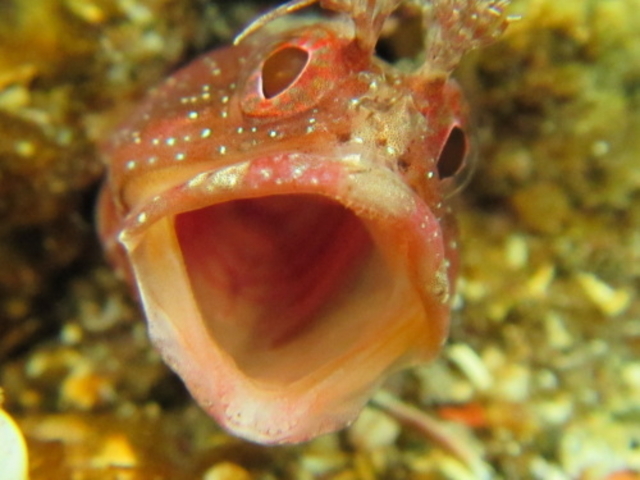 �u���[�}����