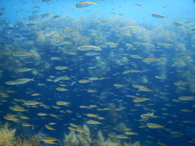 �u���[�}����