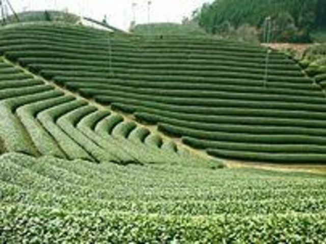 緑茶発祥の地で、創業百五十余年。_お茶の郷　木谷山