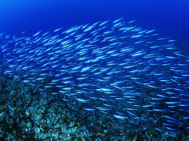 �L���O�}����