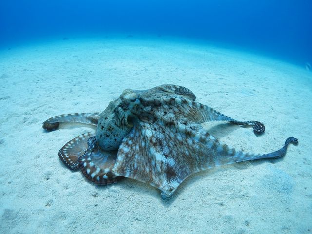 �L���O�}����