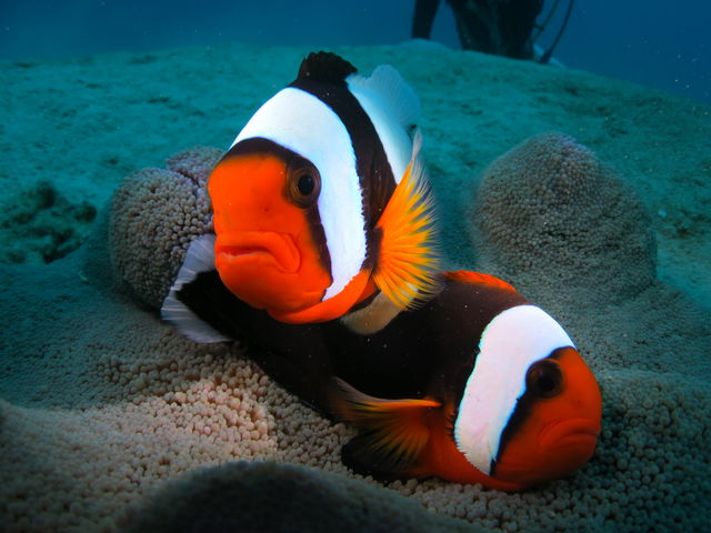 �L���O�}����