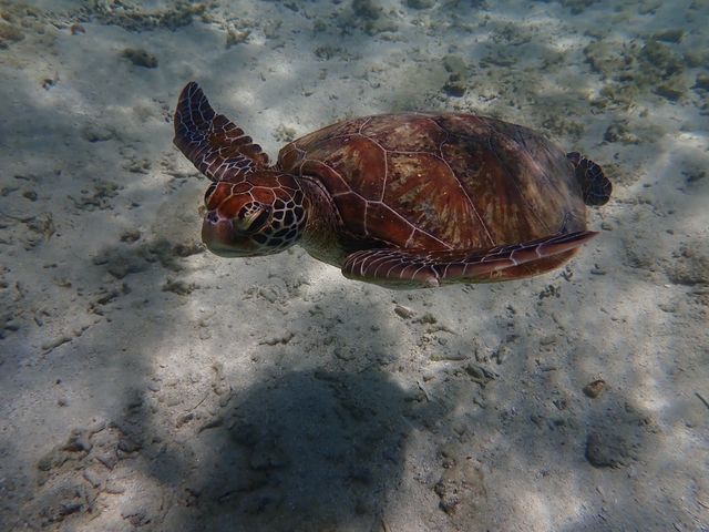 �J���T�������Ȃ���j���܂�_�s���A���n�@�_�C�r���O�T�[�r�X