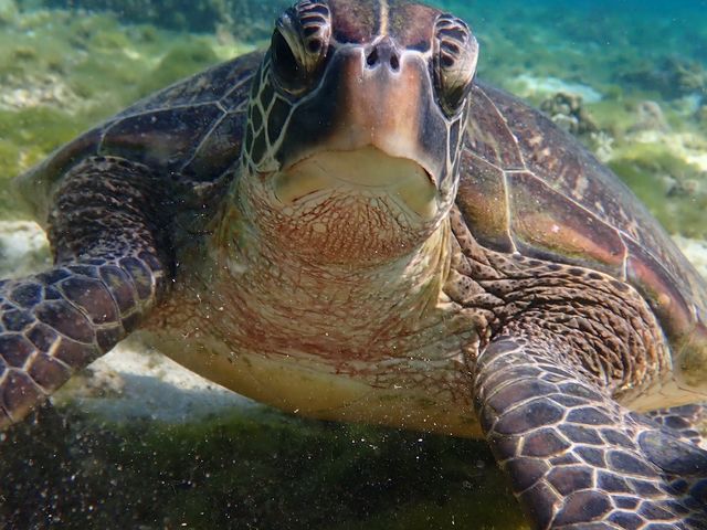 �s���A���n�@�_�C�r���O�T�[�r�X