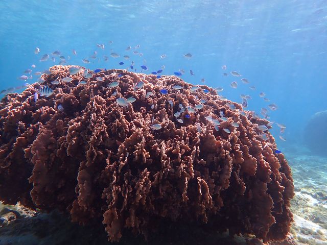 �s���A���n�@�_�C�r���O�T�[�r�X