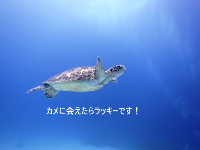 �s���A���n�@�_�C�r���O�T�[�r�X