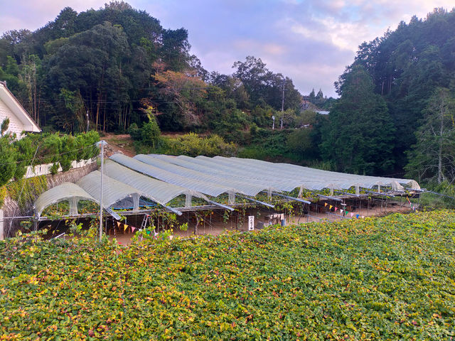 ���X���O���[�v�K�[�f��