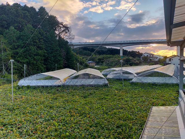 ���X���O���[�v�K�[�f��