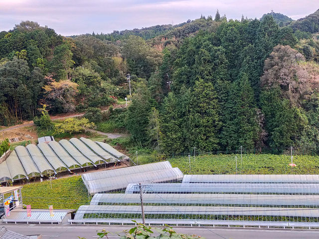 ���X���O���[�v�K�[�f��