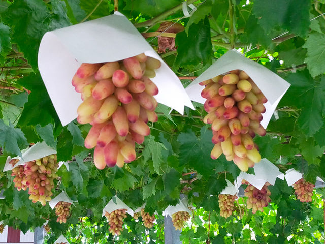 ���X���O���[�v�K�[�f��