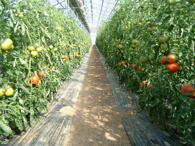 �f���V���X�t�@�[��