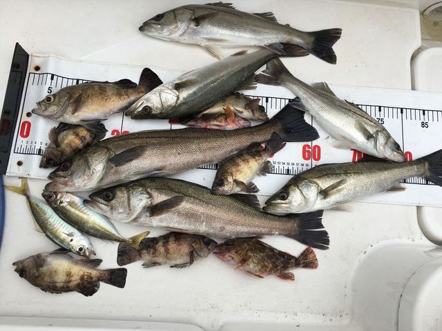 �ނ�D����`��������