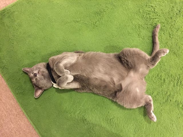 �~���[�L�[�Y