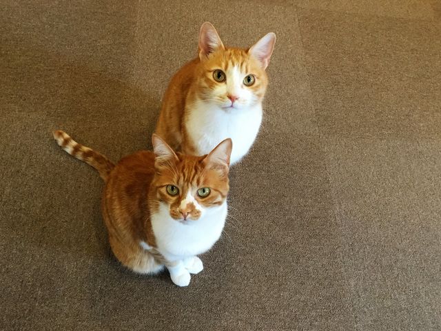 �~���[�L�[�Y