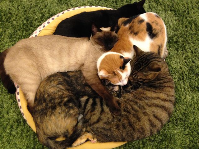 �~���[�L�[�Y