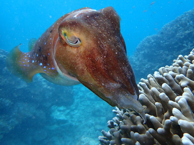 �傫�ȃC�J_��ʓ��_�C�u�T�C�g