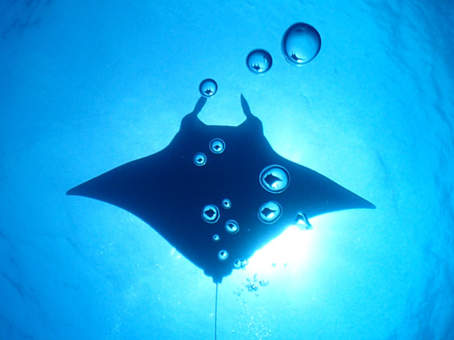 �����w���}���^_��ʓ��_�C�u�T�C�g