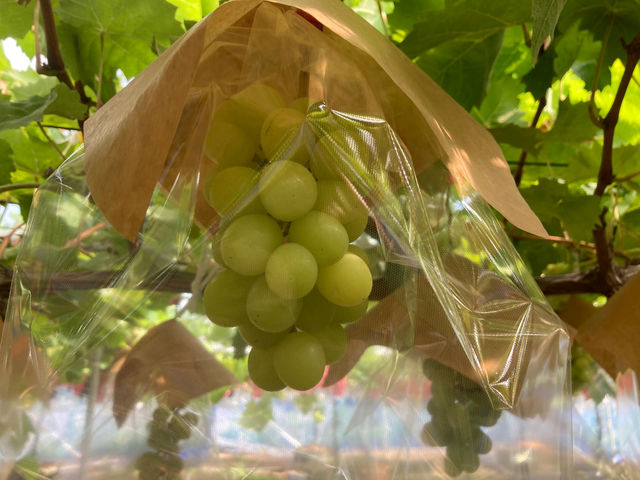 �x�ÃA�N�A�t�@�[��