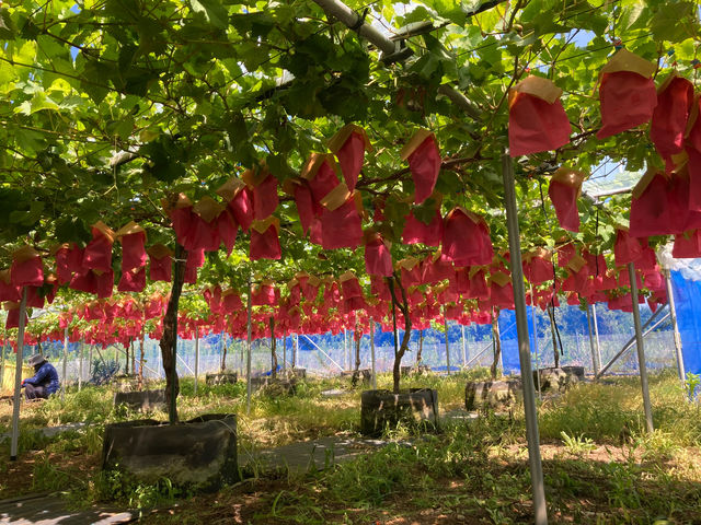 �x�ÃA�N�A�t�@�[��