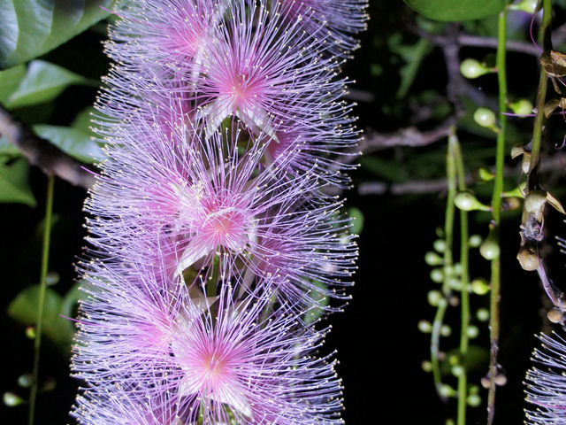 �_��̃i�C�g�t�����[�T�K���o�i�͂U�����{����P����_���\���J�k�[�c�A�[�ē��O�q�]