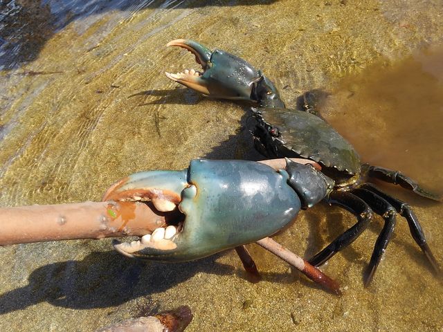 ���܂ꂽ���ρA�w�͐�����Ԃ����B_���\���J�k�[�c�A�[�ē��O�q�]