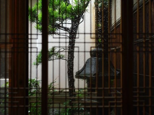 ���t�����Ȃ�������{�炵�����s�炵���𑶕��ɖ�����Ē����镵�͋C�̂���X��_UME�@SAKURA�@���s���������^������