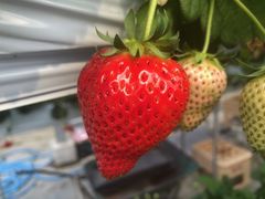 �x�ÃA�N�A�t�@�[���̎ʐ^1