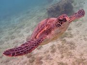 �s���A���n�@�_�C�r���O�T�[�r�X�̎ʐ^2