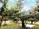 矢口果樹園の写真4