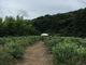 河津見高入谷ブルーベリー観光農園の写真2