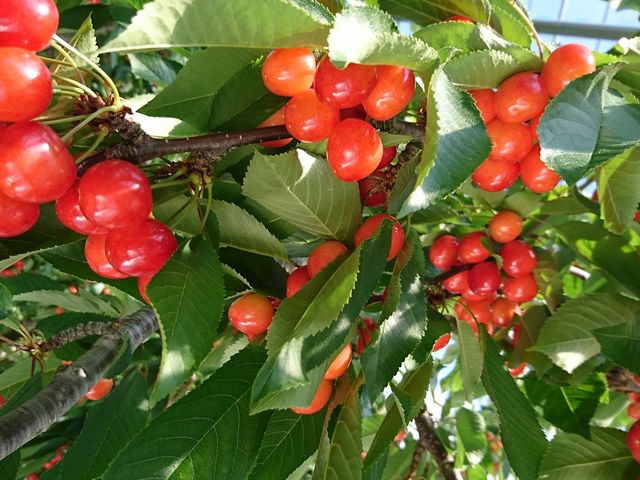 �܂�悵�ʎ���