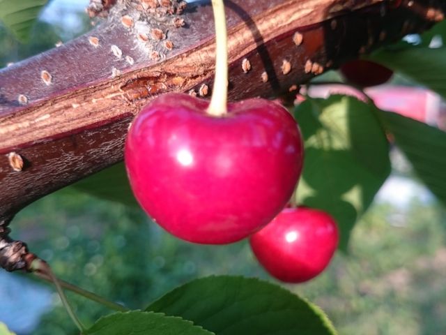 �܂�悵�ʎ���